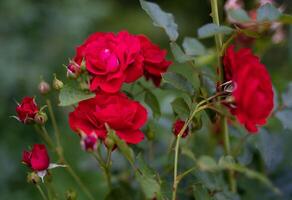 lindo vermelho rosa crescendo dentro a jardim foto
