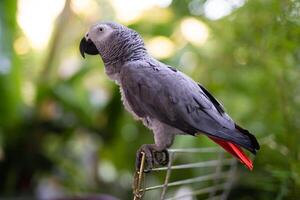 bonito e a mais inteligente africano cinzento papagaio jaco foto