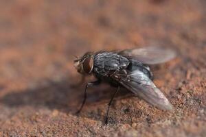 mosca doméstica, fechar acima macro tiro do uma mosca foto