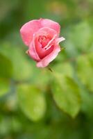 lindo Rosa rosa com água gotas depois de chuva cresce dentro a jardim foto