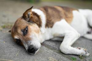 uma triste cachorro é deitado baixa ao ar livre foto