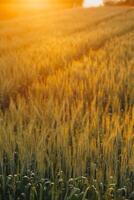 arroz arroz campo antes colheita com nascer do sol fundo. foto