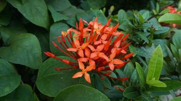 corar vermelho ashoka flores ou Saraca Asoka foto