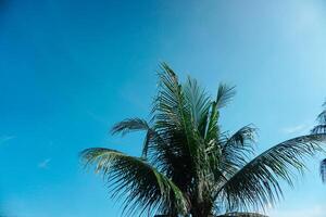 coco árvores e coco folhas contra a fundo do uma limpar \ limpo azul céu dentro verão foto