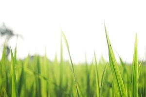 arroz plantas e arroz Campos dentro a manhã e orvalho ainda em a folhas foto