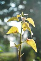 a folhas e fotos do a buganvílias ornamental plantar estão exposto para suave manhã luz solar