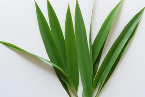 uma culinária odisséia com a lindo Pandan folha, infundindo delicado aromas e vibrante verde matizes para dentro requintado pratos, elevando sabor perfis com da natureza fresco elegância foto