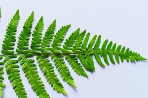 embarcar em uma viagem através a intrincado beleza do lindo samambaia folhas, Como exuberante verde frondes desdobrar dentro da natureza dança, criando a requintado tapeçaria do botânico elegância e Eterno graça foto