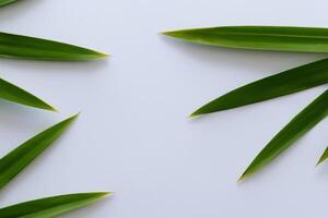 uma culinária odisséia com a lindo Pandan folha, infundindo delicado aromas e vibrante verde matizes para dentro requintado pratos, elevando sabor perfis com da natureza fresco elegância foto