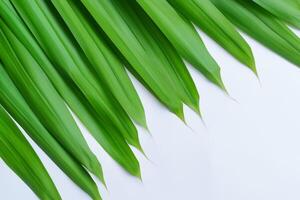 uma culinária odisséia com a lindo Pandan folha, infundindo delicado aromas e vibrante verde matizes para dentro requintado pratos, elevando sabor perfis com da natureza fresco elegância foto