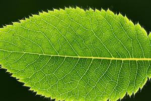 explorando a sublime beleza do uma lindo macro folha, Onde intrincado veias e vívido texturas desdobrar, criando a encantador microcosmo do da natureza delicado arte foto