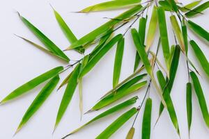 abraçando a fascinar do lindo bambu folhas, Onde gracioso verde lâminas dança dentro harmonioso sinfonia, criando uma tranquilo oásis do da natureza equilíbrio e Eterno beleza foto