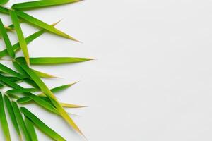 abraçando a fascinar do lindo bambu folhas, Onde gracioso verde lâminas dança dentro harmonioso sinfonia, criando uma tranquilo oásis do da natureza equilíbrio e Eterno beleza foto