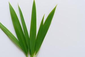 uma culinária odisséia com a lindo Pandan folha, infundindo delicado aromas e vibrante verde matizes para dentro requintado pratos, elevando sabor perfis com da natureza fresco elegância foto