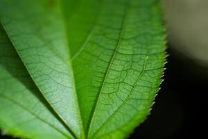 explorando a sublime beleza do uma lindo macro folha, Onde intrincado veias e vívido texturas desdobrar, criando a encantador microcosmo do da natureza delicado arte foto