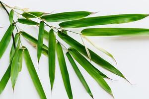 abraçando a fascinar do lindo bambu folhas, Onde gracioso verde lâminas dança dentro harmonioso sinfonia, criando uma tranquilo oásis do da natureza equilíbrio e Eterno beleza foto