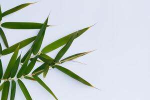 abraçando a fascinar do lindo bambu folhas, Onde gracioso verde lâminas dança dentro harmonioso sinfonia, criando uma tranquilo oásis do da natureza equilíbrio e Eterno beleza foto