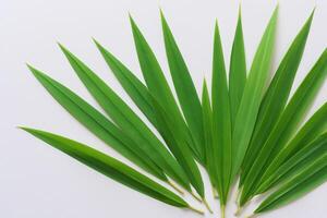 uma culinária odisséia com a lindo Pandan folha, infundindo delicado aromas e vibrante verde matizes para dentro requintado pratos, elevando sabor perfis com da natureza fresco elegância foto