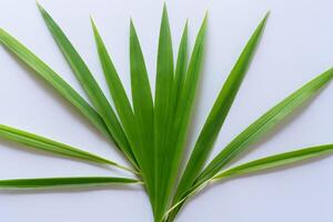 uma culinária odisséia com a lindo Pandan folha, infundindo delicado aromas e vibrante verde matizes para dentro requintado pratos, elevando sabor perfis com da natureza fresco elegância foto