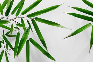 abraçando a fascinar do lindo bambu folhas, Onde gracioso verde lâminas dança dentro harmonioso sinfonia, criando uma tranquilo oásis do da natureza equilíbrio e Eterno beleza foto