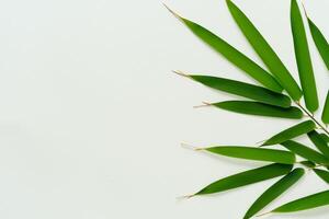 abraçando a fascinar do lindo bambu folhas, Onde gracioso verde lâminas dança dentro harmonioso sinfonia, criando uma tranquilo oásis do da natureza equilíbrio e Eterno beleza foto