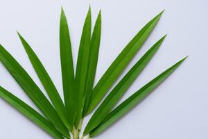 uma culinária odisséia com a lindo Pandan folha, infundindo delicado aromas e vibrante verde matizes para dentro requintado pratos, elevando sabor perfis com da natureza fresco elegância foto