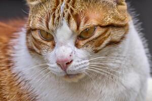 explorando a fascinar do uma lindo escocês dobra gato, Onde bigodudo elegância e brincalhão charme unir dentro uma hipnotizante retrato do fofinho deleite foto