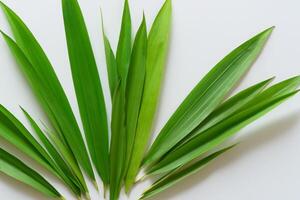 uma culinária odisséia com a lindo Pandan folha, infundindo delicado aromas e vibrante verde matizes para dentro requintado pratos, elevando sabor perfis com da natureza fresco elegância foto