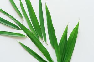 uma culinária odisséia com a lindo Pandan folha, infundindo delicado aromas e vibrante verde matizes para dentro requintado pratos, elevando sabor perfis com da natureza fresco elegância foto