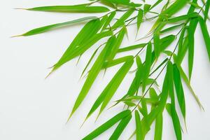 abraçando a fascinar do lindo bambu folhas, Onde gracioso verde lâminas dança dentro harmonioso sinfonia, criando uma tranquilo oásis do da natureza equilíbrio e Eterno beleza foto