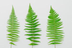 embarcar em uma viagem através a intrincado beleza do lindo samambaia folhas, Como exuberante verde frondes desdobrar dentro da natureza dança, criando a requintado tapeçaria do botânico elegância e Eterno graça foto