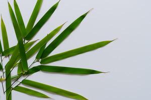 abraçando a fascinar do lindo bambu folhas, Onde gracioso verde lâminas dança dentro harmonioso sinfonia, criando uma tranquilo oásis do da natureza equilíbrio e Eterno beleza foto