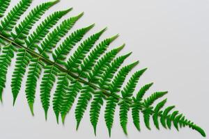 embarcar em uma viagem através a intrincado beleza do lindo samambaia folhas, Como exuberante verde frondes desdobrar dentro da natureza dança, criando a requintado tapeçaria do botânico elegância e Eterno graça foto