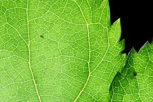 explorando a sublime beleza do uma lindo macro folha, Onde intrincado veias e vívido texturas desdobrar, criando a encantador microcosmo do da natureza delicado arte foto