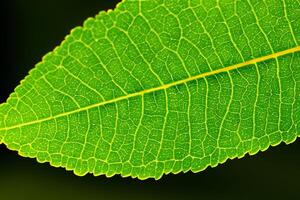 explorando a sublime beleza do uma lindo macro folha, Onde intrincado veias e vívido texturas desdobrar, criando a encantador microcosmo do da natureza delicado arte foto