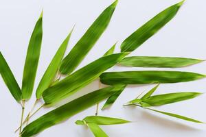 abraçando a fascinar do lindo bambu folhas, Onde gracioso verde lâminas dança dentro harmonioso sinfonia, criando uma tranquilo oásis do da natureza equilíbrio e Eterno beleza foto