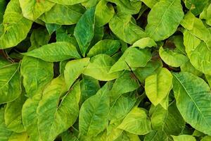 uma cativante vislumbre para dentro a beleza do da natureza folhas, Onde cada veia conta uma história do vida, criando uma tranquilo tela de pintura do botânico esplendor e verde elegância foto