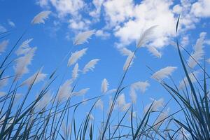 ai gerado brilhante azul céu com cana flor fragmites australis a partir de abaixo foto