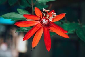 lindo vermelho paixão flor passifloraceae dentro anco eco parque Jacarta foto