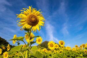 girassóis em a agrícola campo dentro Ásia. plantar amarelo flores e girassol sementes. Backgroud natureza azul céu e montanhas. durante agradável ensolarado inverno dia dentro agricultores jardim. foto