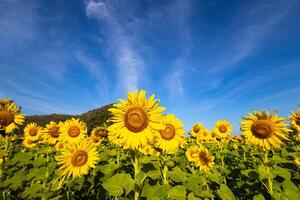 girassóis em a agrícola campo dentro Ásia. plantar amarelo flores e girassol sementes. Backgroud natureza azul céu e montanhas. durante agradável ensolarado inverno dia dentro agricultores jardim. foto