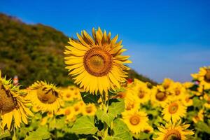 girassóis em a agrícola campo dentro Ásia. plantar amarelo flores e girassol sementes. Backgroud natureza azul céu e montanhas. durante agradável ensolarado inverno dia dentro agricultores jardim. foto