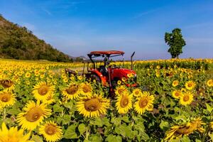 girassóis em a agrícola campo dentro Ásia. plantar amarelo flores e girassol sementes. Backgroud natureza azul céu e montanhas. durante agradável ensolarado inverno dia dentro agricultores jardim. foto