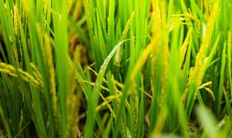 verde arroz campo. arroz orelhas dentro a chuvoso temporada. arroz campo panorama. foto