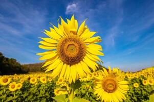 girassóis em a agrícola campo dentro Ásia. plantar amarelo flores e girassol sementes. Backgroud natureza azul céu e montanhas. durante agradável ensolarado inverno dia dentro agricultores jardim. foto