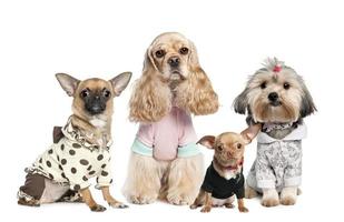 grupo de 4 cachorros vestidos