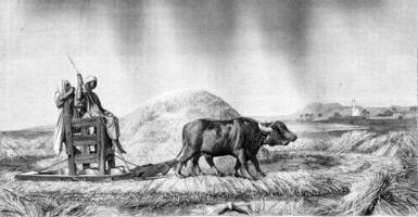 1861 exibição do pintura, debulha trigo dentro Egito, vintage gravação. foto
