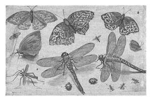 borboletas e libélulas foto