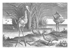 alguns aves aquáticas em uma banco, Adriano colaert, 1598 - 1618 foto