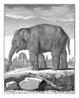 elefante, Barent de padeiro, depois de de seve, 1762 - 1804 foto